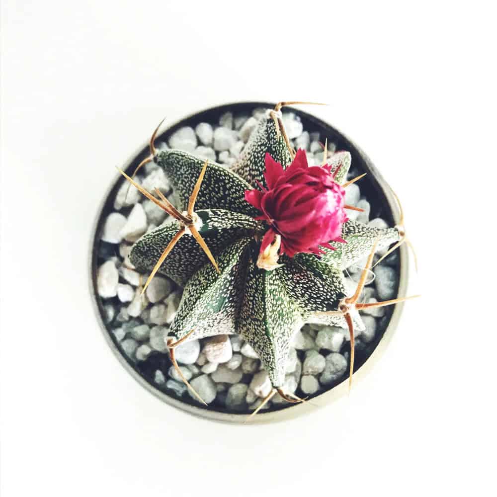 Old Lady Cactus - Imagen 2