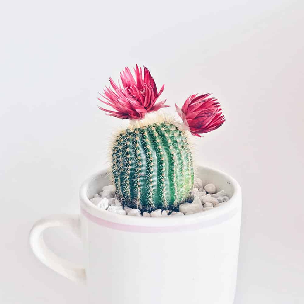 Old Lady Cactus - Imagen 3